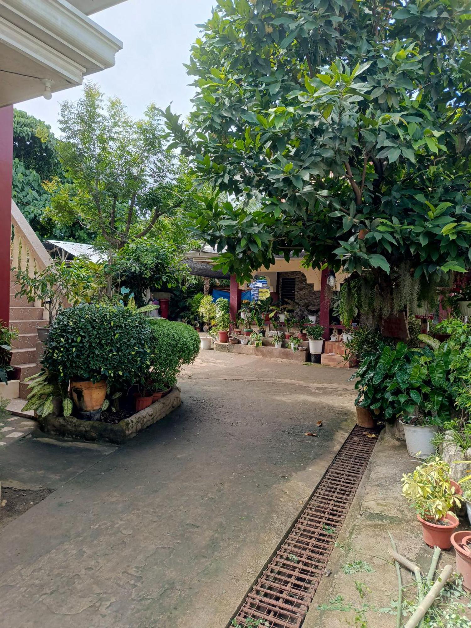 Peace Lily Studio Apartments Panglao Dış mekan fotoğraf